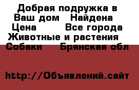 Добрая подружка,в Ваш дом!!!Найдена › Цена ­ 10 - Все города Животные и растения » Собаки   . Брянская обл.